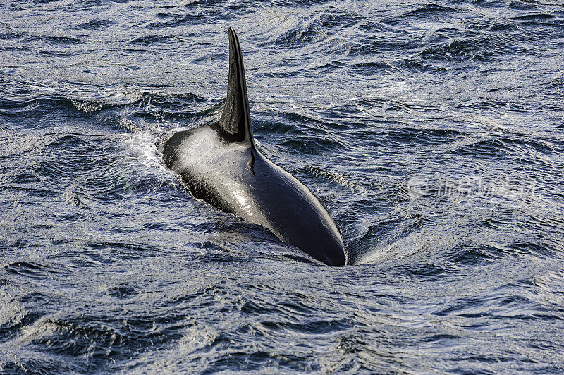 逆戟鲸或虎鲸(Orcinus Orca)，黑鱼或海狼，是海洋海豚家族中最大的物种。加拿大不列颠哥伦比亚省，温哥华岛，约翰斯通海峡。背鳍露出水面。打击。